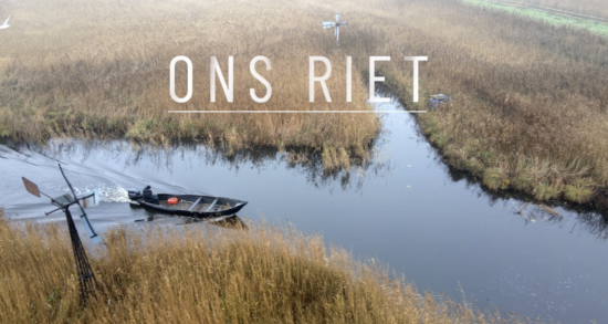Ons riet